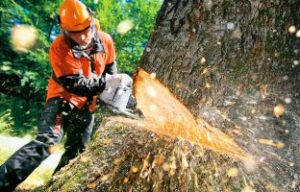 Удаление деревьев по цене от 450 р