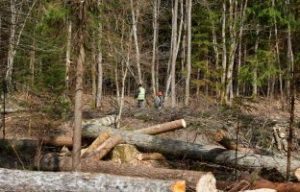 Валка леса по цене от 550 руб./м3