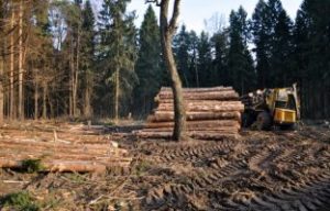 Вырубка леса по цене от 350 руб./м2