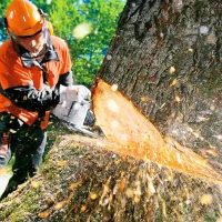 Удаление деревьев по цене от 450 р