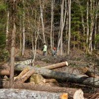 Валка леса по цене от 550 руб./м3