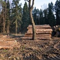 Вырубка леса по цене от 350 руб./м2