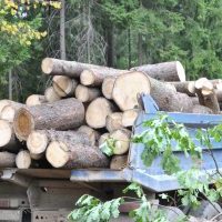 Вывоз и утилизация порубочных остатков по цене 277 руб/м3